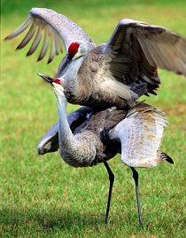 Jeřáb kanadský (Grus canadenis)