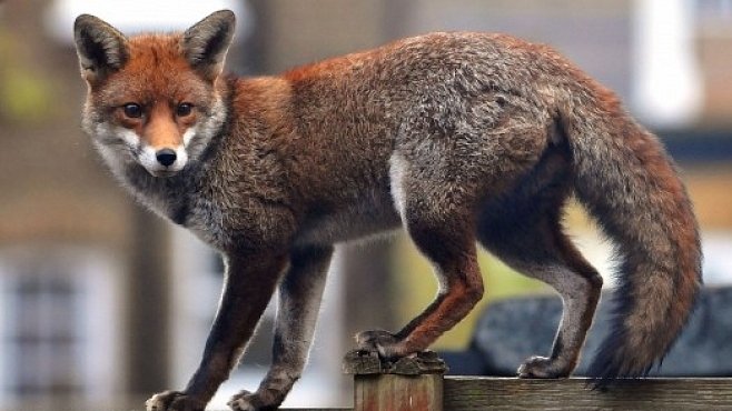 Za liškami nechoďte do lesa. Spíš je uvidíte v Londýně nebo Berlíně