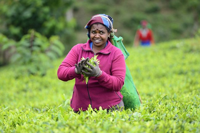 Pěstování čaje je na ostrově tradicí, o čemž svědčí velké množství plantáží.