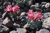 Tmavě růžové alstroemerie (Alstroemeria umbrellata)se krčily mezi kameny.