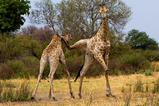 Žirafy se mohou pářit po celý rok, protože samice jsou plodné každé dva týdny. Ke střetům mezi samci tak dochází v přírodě velmi často.