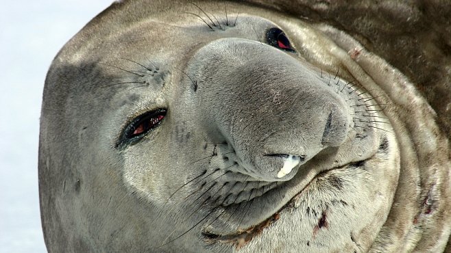 NEJ videa National Geographic: Souboje mořských obrů jsou krvavé, kruté a trvají hodiny