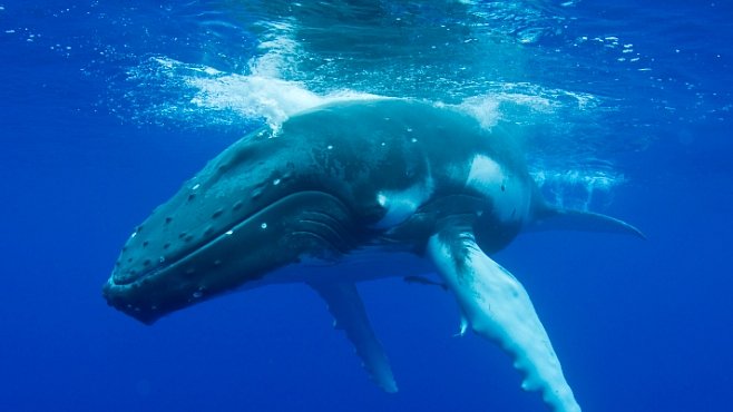 S odposloucháváním velryb pomáhá vojenská technologie