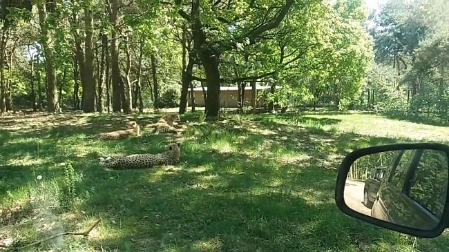 Rodina vystoupila na safari z auta přímo mezi gepardy.