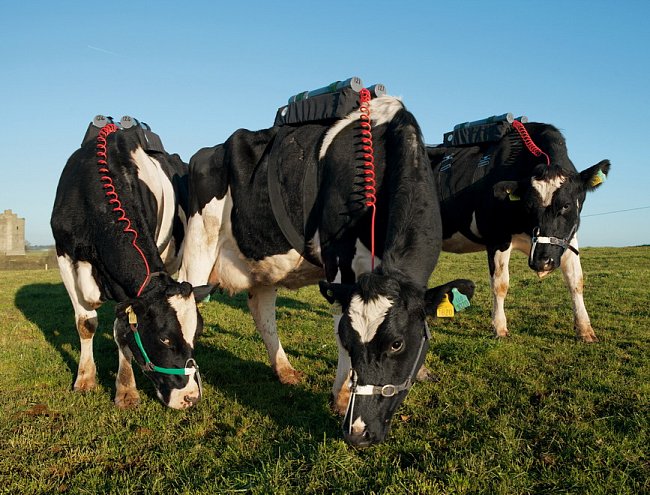 V Centru pro výzkum potravin při irském Úřadu pro rozvoj zemědělství a potravinářství nezůstane žádné plynaté říhnutí nezaznamenané. „Krávy jsou chodící kvasné komory,“ říká výzkumník Matthew Deighton