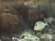 První podmořská barevná fotografie (1926) vznikla ve vodách u souostroví Dry Tortugas.