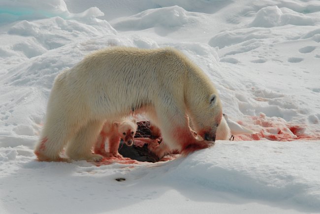 Lední medvědi žijí většinou samotářsky. Po většinu dne hledají potravu, za kterou jsou schopni putovat i několik desítek kilometrů denně. Živí se převážně lovem a jejich nejčastější kořistí bývají tul