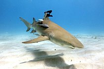 Žralok citronový má laser upevněný na ploutvi (Bahamy, 24. dubna 2012) 