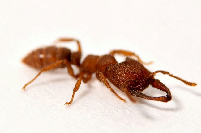 Mravenec Dracula se vyskytuje v Austrálii a jihovýchodní Asii.