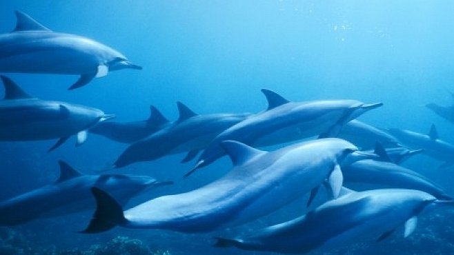 VIDEO: Mezi 2000 delfíny. Zážitek, na který se nezapomíná 