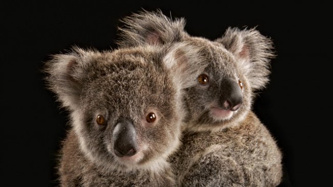 Exkluzivně pro National Geographic: Koalové jsou ohroženi. Dokáže je Austrálie zachránit? 