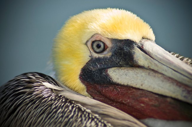 Pelikán hnědý (Pelecanus occidentalis). Opeření na těle má docela nenápadné  - šedé, na zadní straně krku a zátylku tmavě hnědé, na hlavě a přední straně krku bílé nebo žlutavé a na obličeji a hrdelní