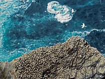 V Národní přírodní rezervaci Hermaness na skotských Shetlandách se dospělí terejové vznášejí nad pobřežním příbojem. Tito mořští ptáci jsou prostě stavění pro život ve studených bouřlivých vodách.