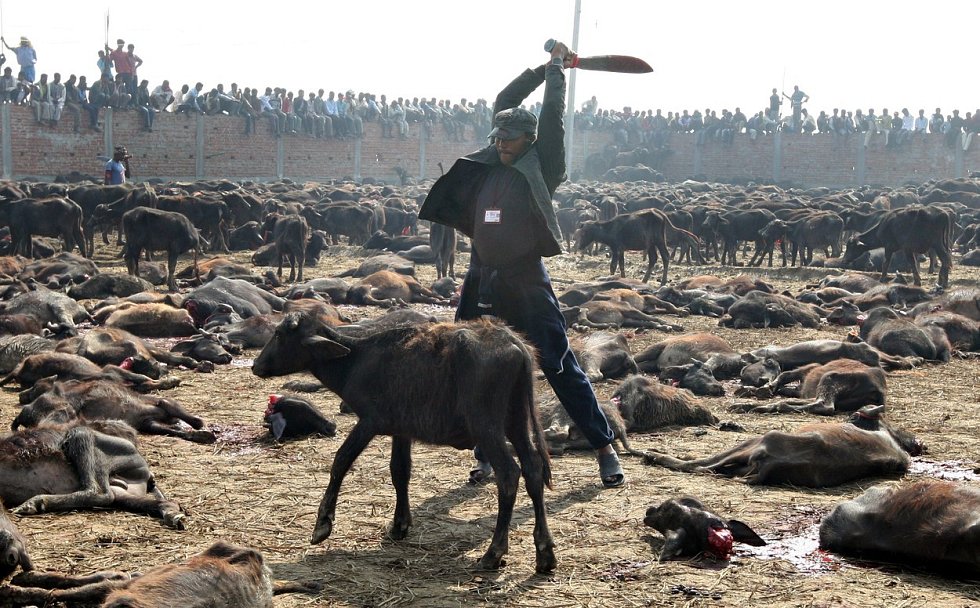 Tisíce kusů zvířat obětují poblíž chrámu věřící z Nepálu na počest hinduistické bohyni síly Gadhimai. Navzdory snahám o ukončení krveprolití se slavnost opakuje jednou za pět let.