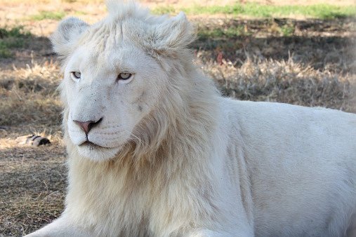Bílí lvi nejsou albíni, jak bychom čekali, ale unikátem, genetickou raritou vztahující se k jediné endemické oblasti na zeměkouli – africké Timbavati.