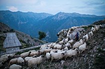 Ovce se za soumraku vracejí z pastvy do vsi Lukomir v pohoří Bjelašnica v Bosně a Hercegovině.