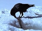 Mazaná vrána řídí dopravu a válí sudy