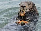 Mořské vydry se učí rozpoznat plechovku od korýše