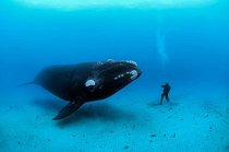 Velryba jižní se na písčitém mořském dně u novozélandských Aucklandských ostrovů setkává s potápěčem. V dospělosti může být dlouhá 18 metrů a vážit až 60 tun.