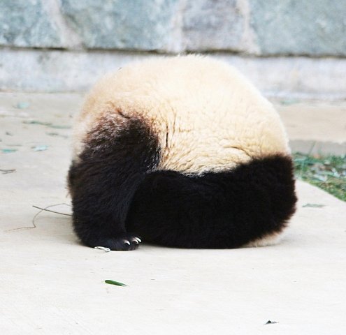 Pěkný kousek předvedla čtyři a půl roku stará panda jménem Tai Shan.