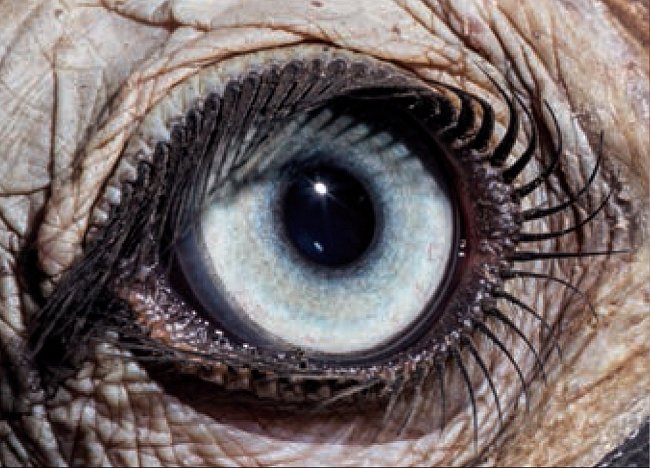 1. Čí jsou to oči? a) zoborožec kaferský b) dudek chocholatý c) vrána černá