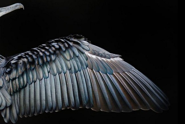 V kategorii zaměření na detail byl oceněn snímek roztaženého křídla kormorána velkého z londýnského Hyde Parku.