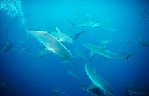 Galapágy, Ekvádor: Žralok měděný