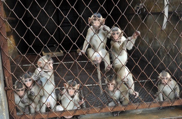Koncentrační tábor pro opice