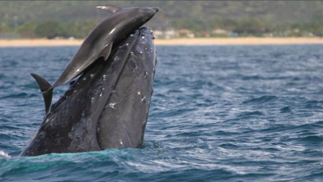Pozvednutý delfín. Svezení na velrybě je evoluční výhoda i skvělá hra