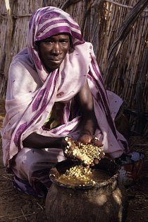 Ti nejchudší, kteří nemají co jíst, sbírají jedovaté bobule, zvané mokhet, které ztratí obsažený jed. Ale musí se vylouhovat v několika čistých vodách, což není v Súdánu snadné. 