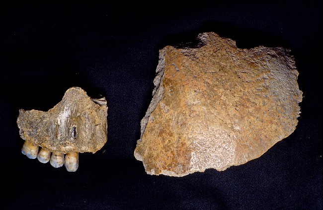 Čelist a část lebk ynalezené v jeskyni Kůlna
