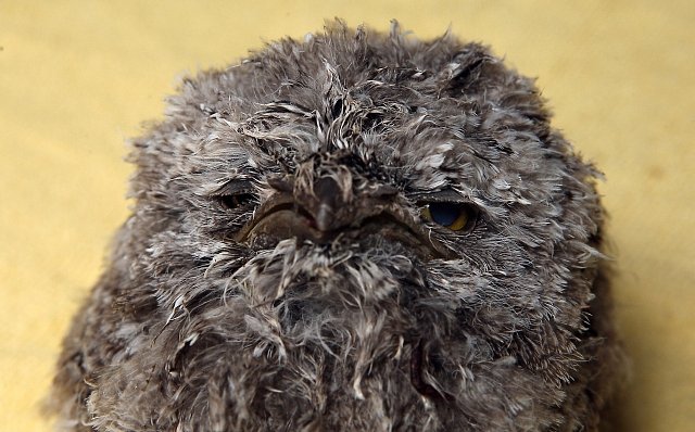 Lelkouna můžete vidět v zoo ve Dvoře Králové, Plzni a Olomouci.