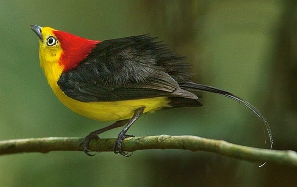 Exkluzivně pro National Geographic: Poslechněte si ptáka virtuosa, který hraje na ocásek