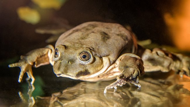 Vodnice posvátná (Telmatobius culeus) je sladkovodní druh žáby.