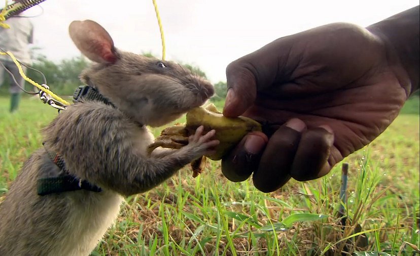 Video: Jak krysa dokáže projít minovým polem? - National Geographic