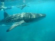 Whale shark 2