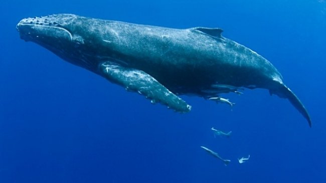 Malá modrá kytička schopná zabít velrybu pomáhala Eskymákům