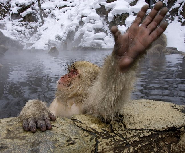 makakové se nesmírně rádi koupou, a zvlášť v teplé termální vodě.