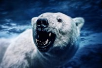 Angry polar bear