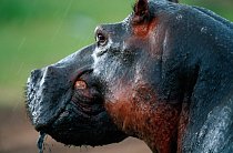 Podle statistik i průvodců je hroch nejnebezpečnějším zvířetem Afriky. Ročně prý zabije asi 200 lidí.