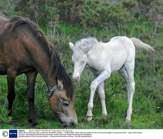Poníci (New Forest pony)