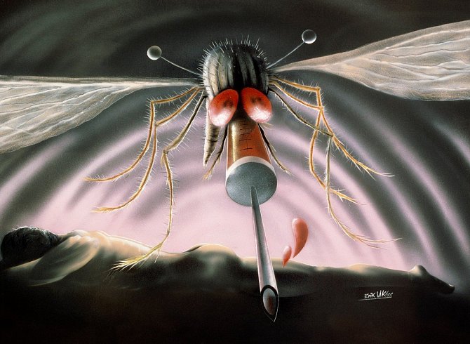 Existuje až 3000 druhů komárů, ale krev sají pouze samičky.