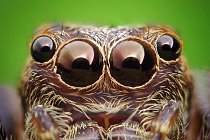 U pavouků jsou oči umístěné na různých hrbolcích. Obecně platí, že pavouci stavějící sítě nemají příliš dobrý zrak, narozdíl od pavouků, kteří loví bez sítě - ti vidí pomocí hlavních očí velice dobře.