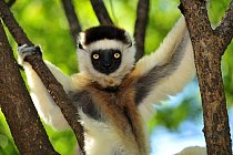 Madagaskar patří lemurům