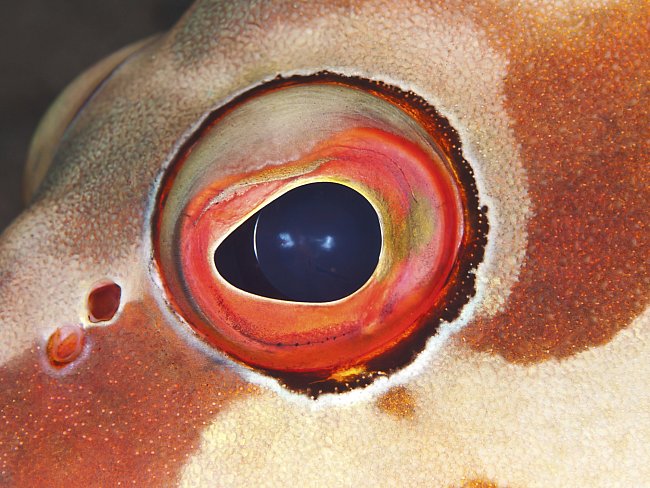 Rybí oči musí fungovat především na blízko