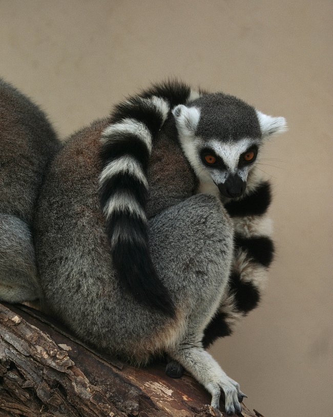 Lemur kata je vzácný, stejně jako ostatní endemičtí lemuři na Madagaskaru. Je přísně chráněn. 