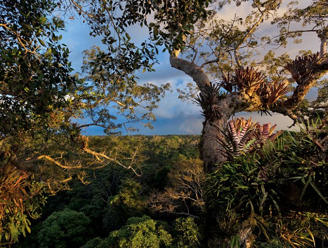 Yasuní je domovem bezpočtu rostlinných a živočišných druhů, od bromelií, kapradin a orchidejí, které pokrývají kapok padesát metrů nad zemí, až po jaguáry, kteří se plíží pod nimi.