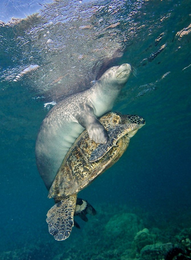 Uklidnění objetím: Tuleň zachránil vyděšenou želvu