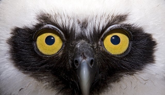 Amazonští ptáci nebyli nikdy více ohroženi než nyní, varují ornitologové 