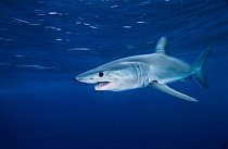 Kalifornie: Žralok mako